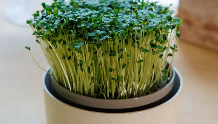 En kruka med täta, gröna broccoli groddar som växer uppåt. De små bladen och ljusa stjälkarna bildar en frodig matta.