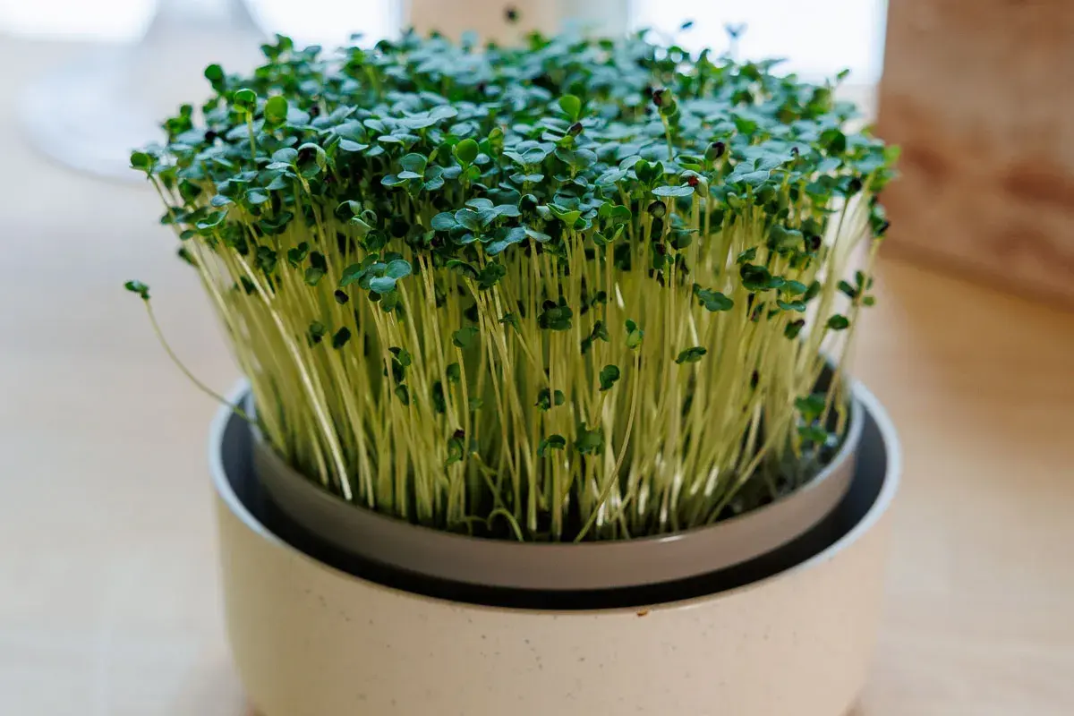 En kruka med täta, gröna broccoli groddar som växer uppåt. De små bladen och ljusa stjälkarna bildar en frodig matta.