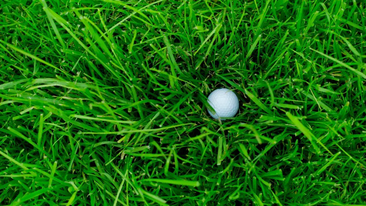 En vit golfboll ligger gömd i det frodiga gröna gräset. Perfekt för en golf flyer!