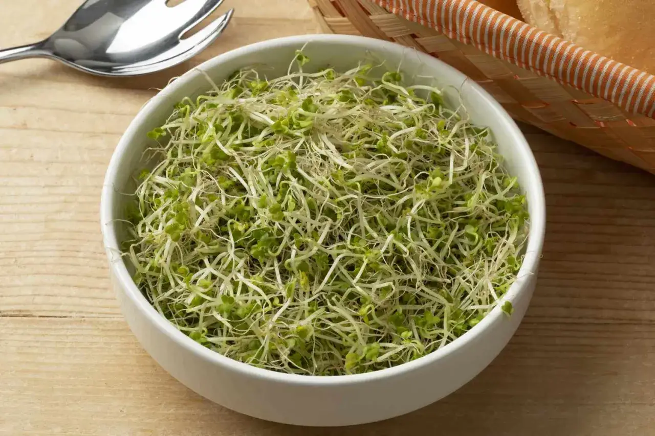 En skål med färska broccoli groddar, redo att läggas till en sallad eller smörgås.
